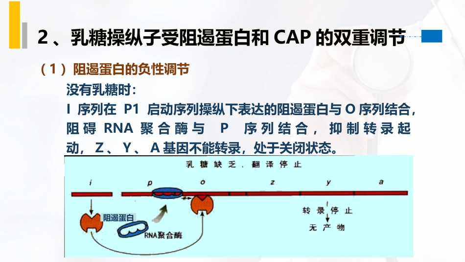 (25)--4.10乳糖操纵子分子生物学_第3页