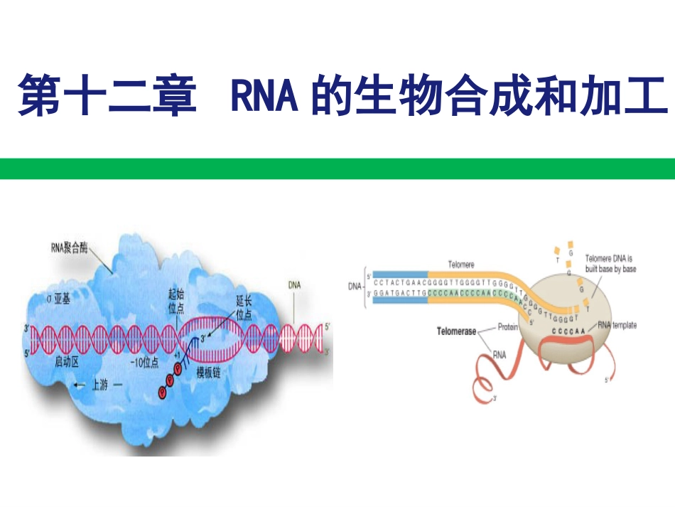 (26)--RNA的生物合成分子生物学_第1页