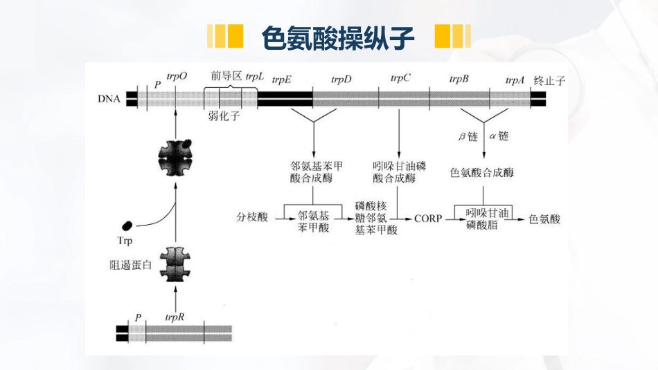 (27)--4.11色氨酸操纵子分子生物学_第3页