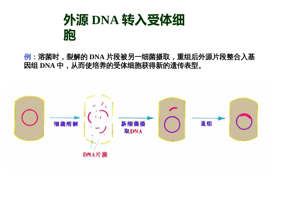 (27)--7. 重组体的筛选-插入失活法_第3页