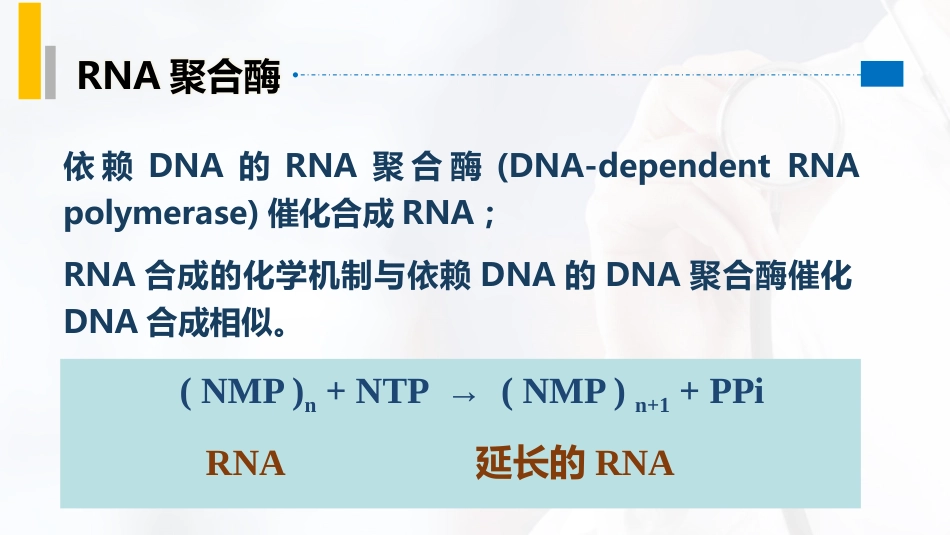 (29)--4.2RNA聚合酶分子生物学_第2页