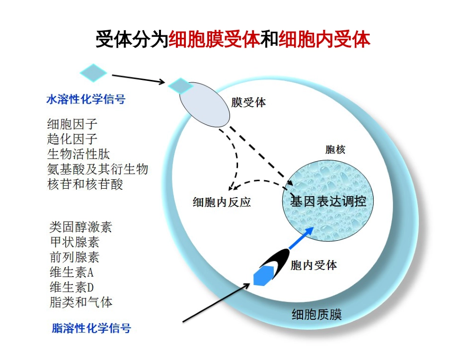 (29)--9.细胞受体介导的信号转导(一）_第2页