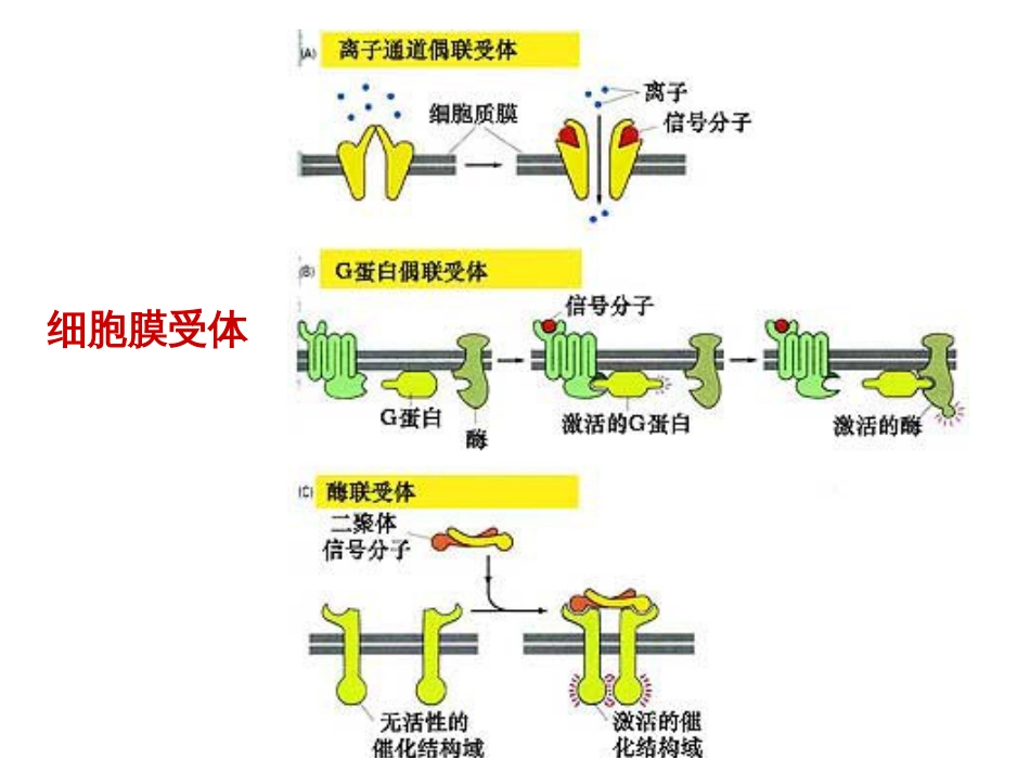 (29)--9.细胞受体介导的信号转导(一）_第3页