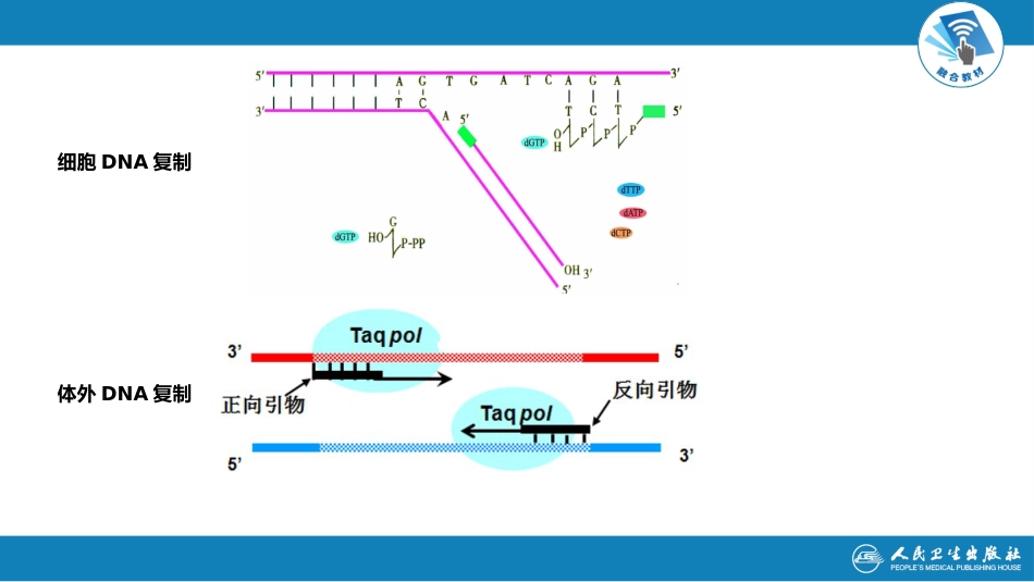 (32)--PCR [自动保存的]_第3页