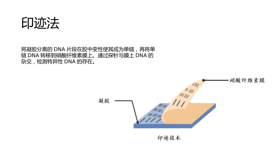 (33)--分子杂交与印迹技术_第3页