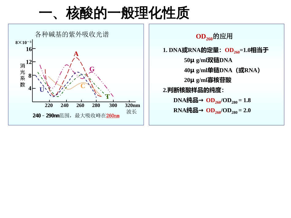 (33)--核酸的理化性质_第2页