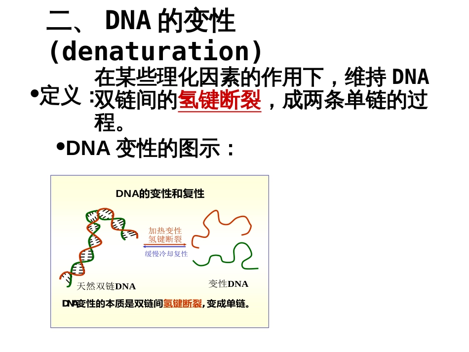 (33)--核酸的理化性质_第3页