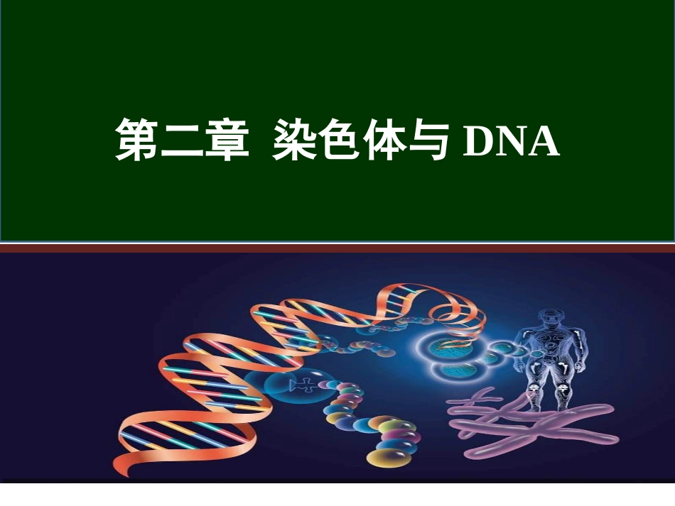 (34)--第二章 染色体与DNA分子生物学_第1页