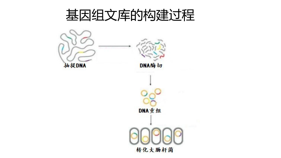 (34)--基因组文库分子生物学_第3页