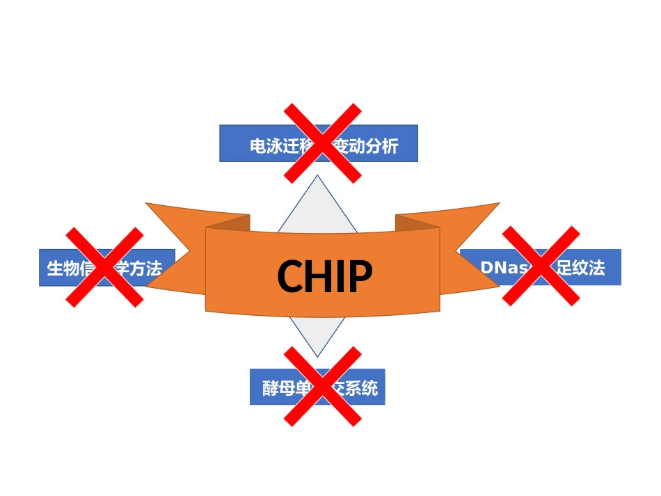 (35)--染色质免疫共沉淀PPT_第2页