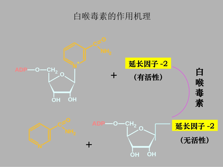 (36)--蛋白质合成的干扰和抑制_第3页