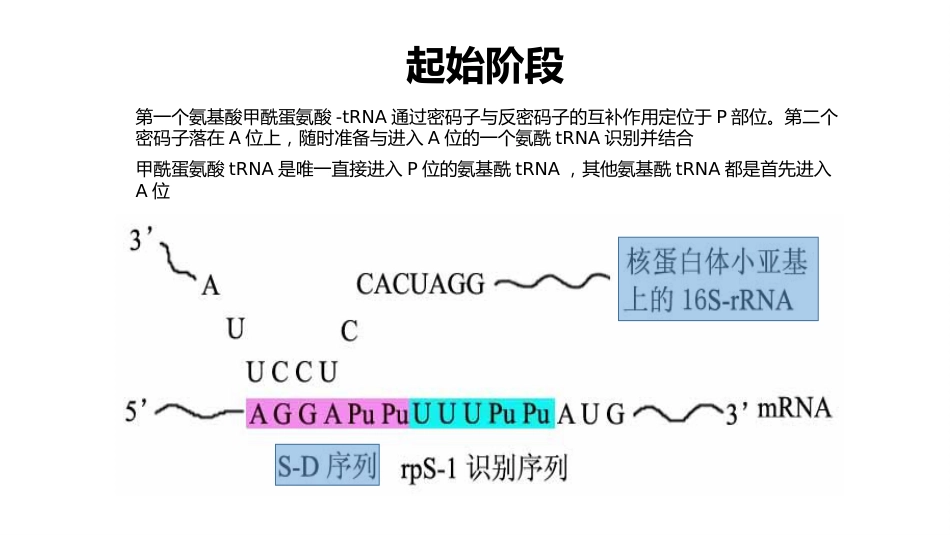 (37)--蛋白质合成过程_第3页