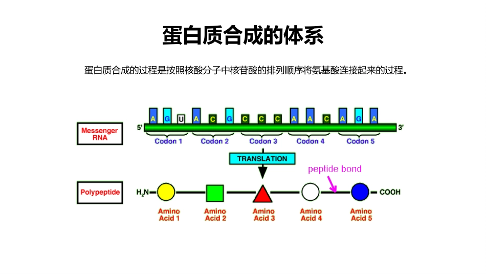 (38)--蛋白质生物合成的体系_第2页