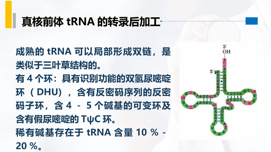 (39)--4.8真核生物tRNA的成熟_第2页