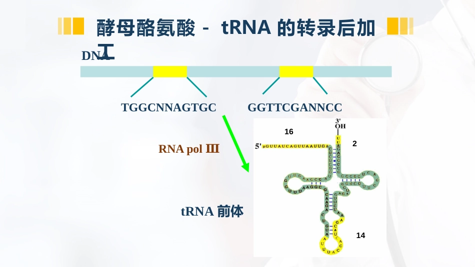 (39)--4.8真核生物tRNA的成熟_第3页