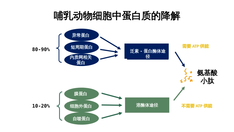 (39)--蛋白质的降解分子生物学_第2页