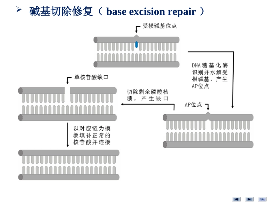 (39)--第4讲DNA损伤修复-切除修复分子生物学_第2页