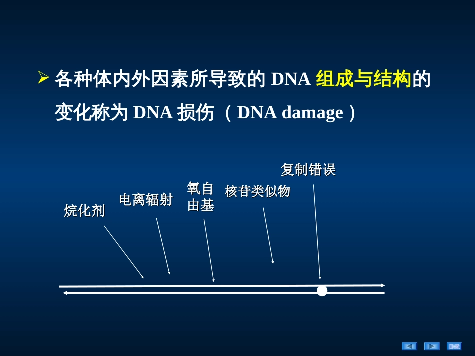 (40)--第4讲DNA损伤修复-引起DNA损伤的因素_第3页