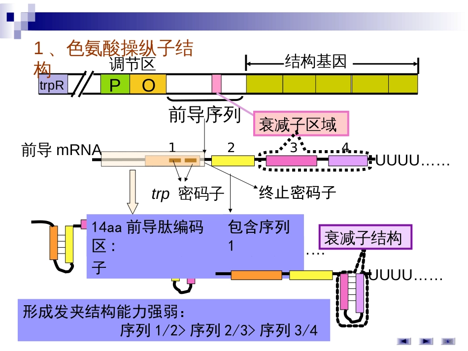 (48)--第7讲基因表达调控-色氨酸操纵子_第2页