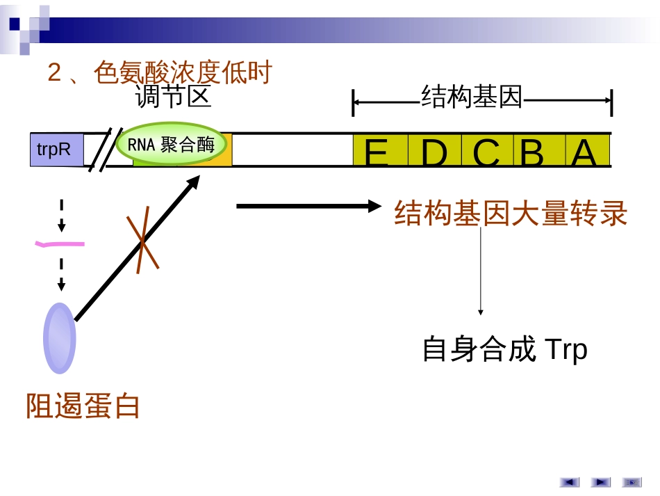 (48)--第7讲基因表达调控-色氨酸操纵子_第3页