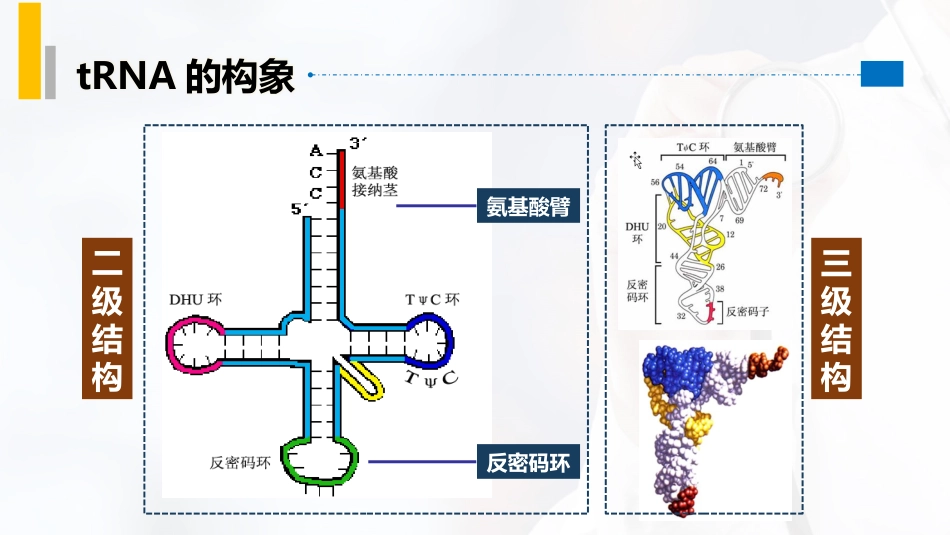 (49)--5.4tRNA在蛋白质生物合成中的作用_第3页