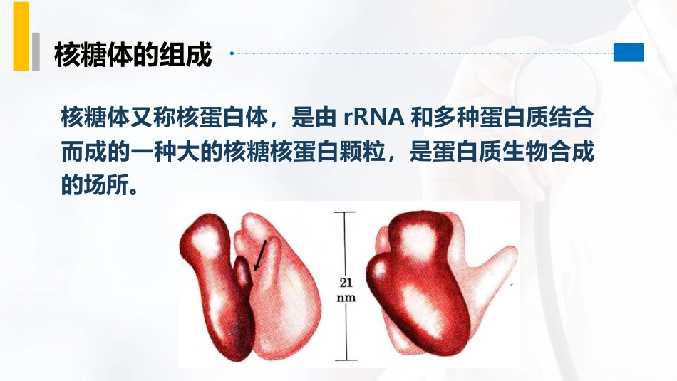 (50)--5.5rRNA在蛋白质生物合成中的作用及核糖体_第2页