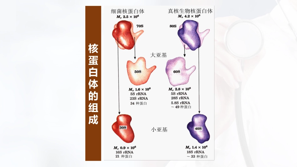 (50)--5.5rRNA在蛋白质生物合成中的作用及核糖体_第3页