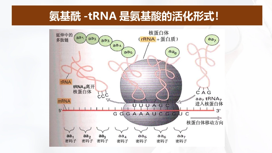 (51)--5.6蛋白质合成过程：氨基酸的活化与搬运_第2页