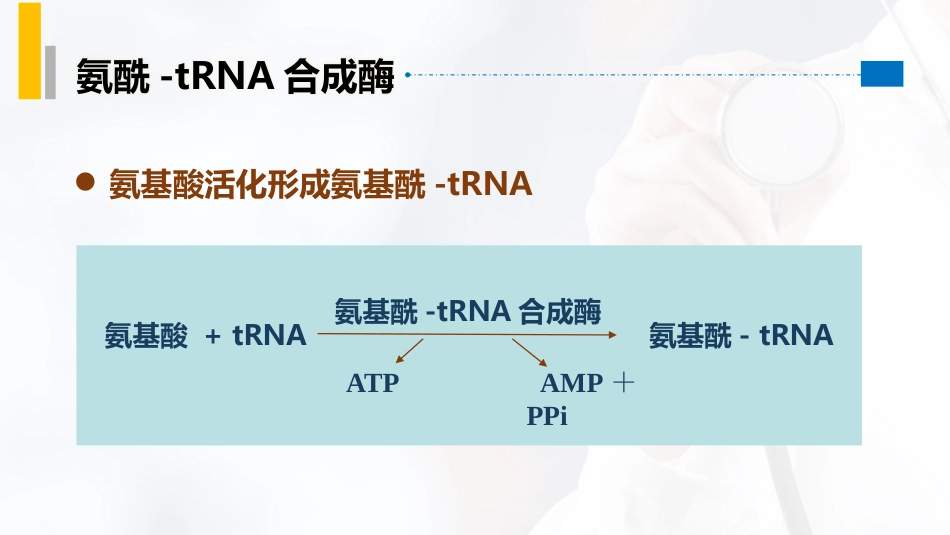 (51)--5.6蛋白质合成过程：氨基酸的活化与搬运_第3页