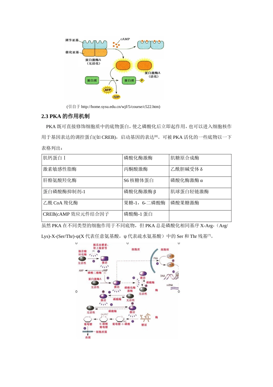 PKA和PKC的分子结构和作用机制[共8页]_第3页