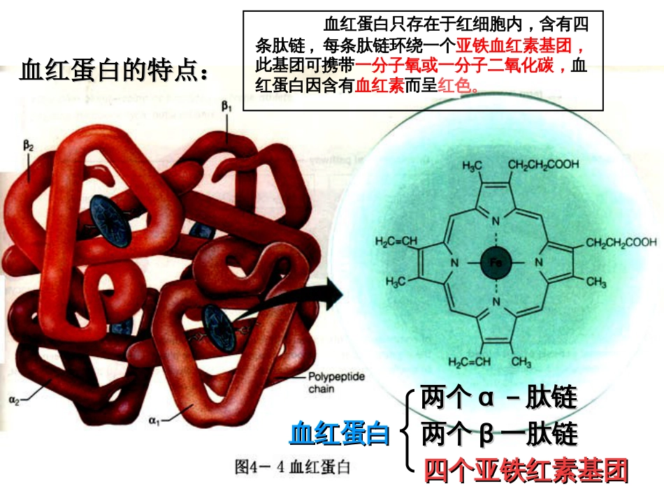 血红蛋白的提取和分离ppt人教课标版_第2页