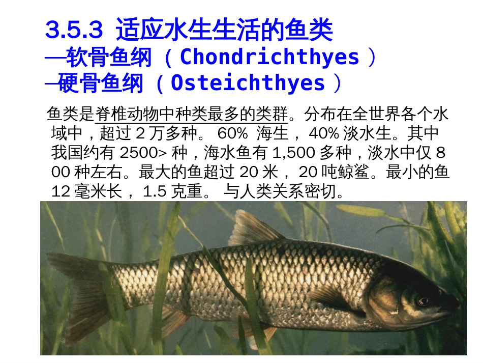 动物生物学353鱼纲_第1页