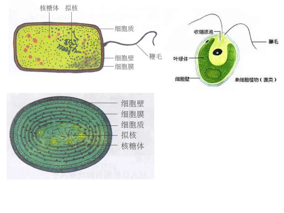 高中生物教材图片新人教版_第1页