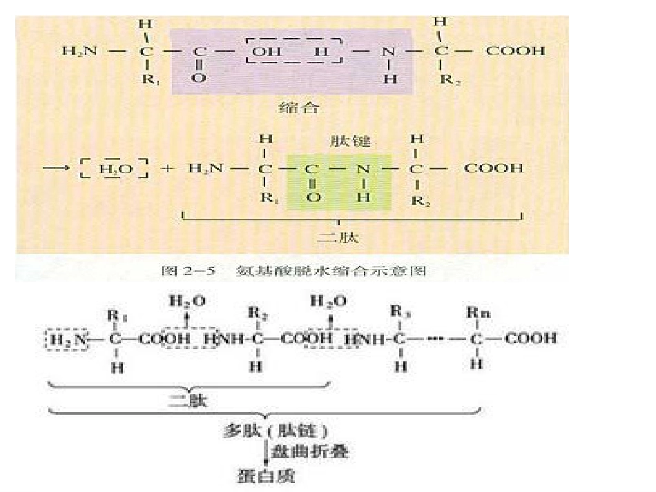 高中生物教材图片新人教版_第3页