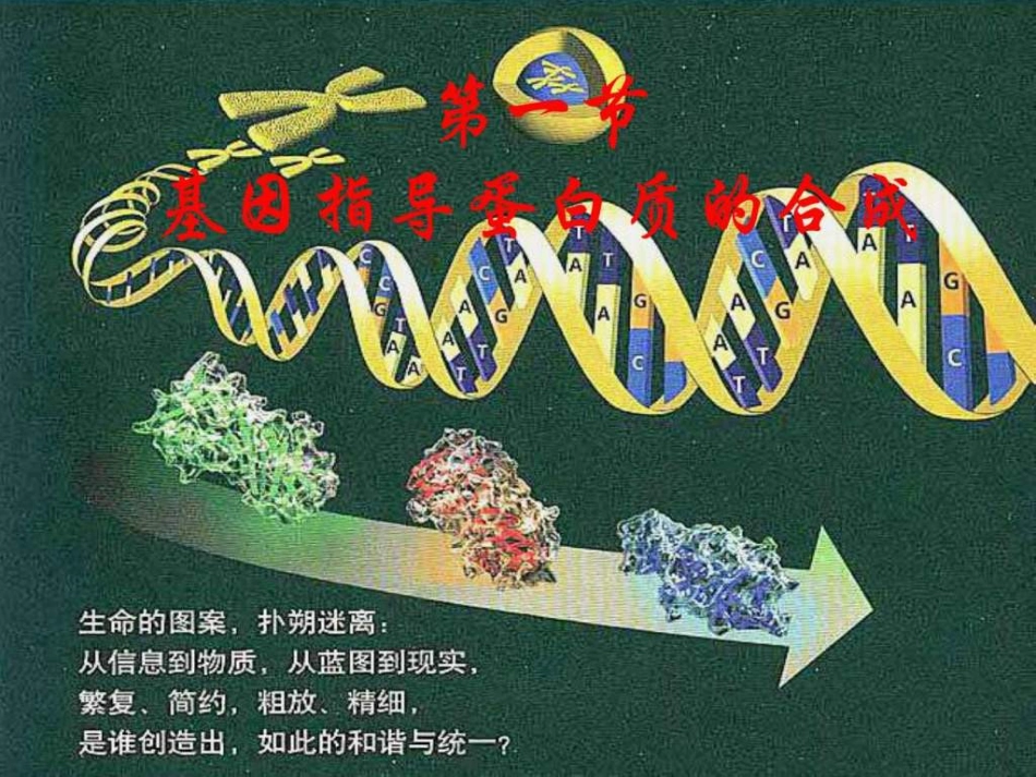 基因指导蛋白质的合成课件._第2页