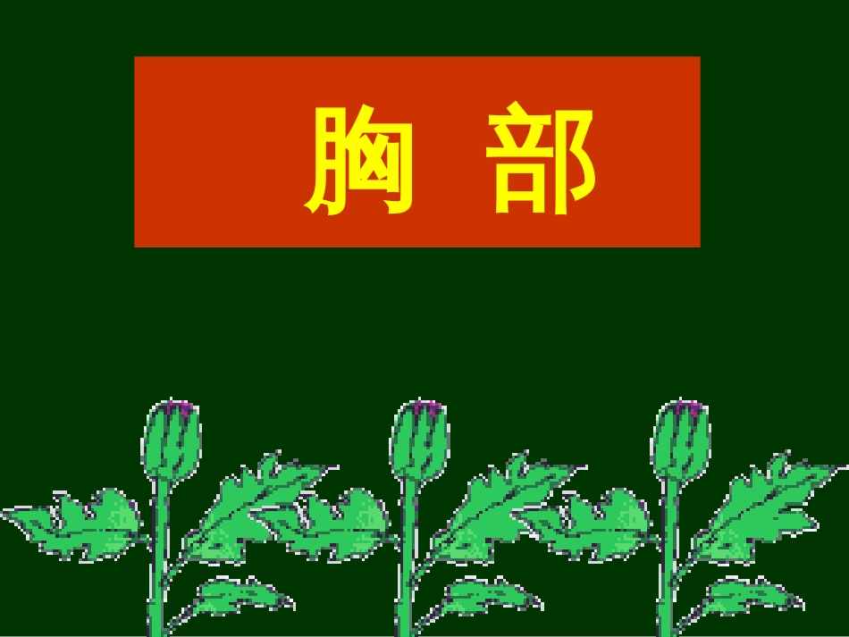 胸部解剖-图谱_第1页