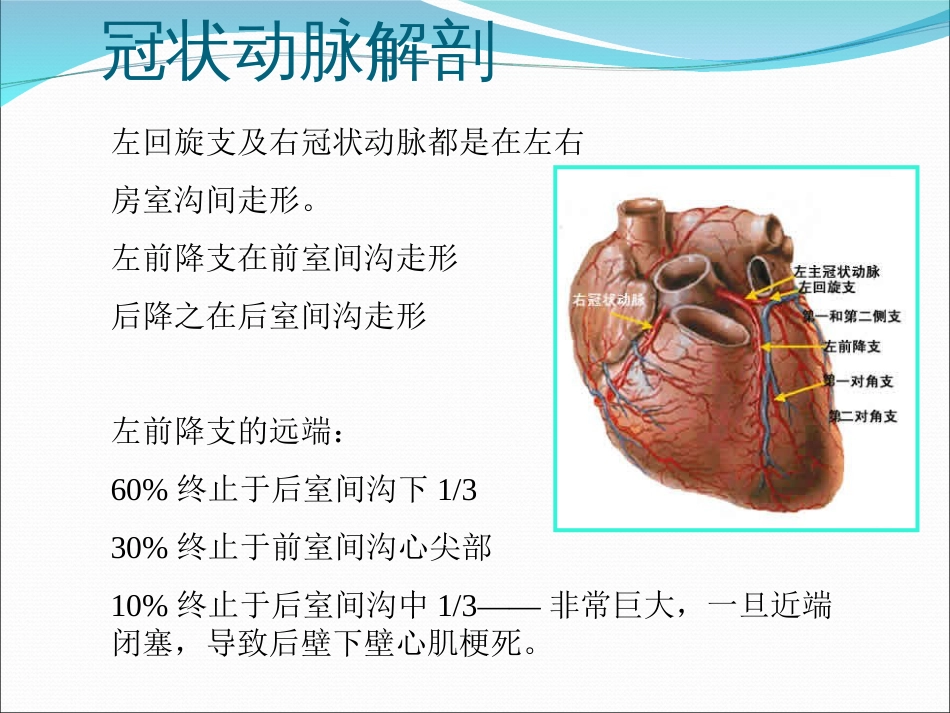 冠状动脉造影识图[共45页]_第3页