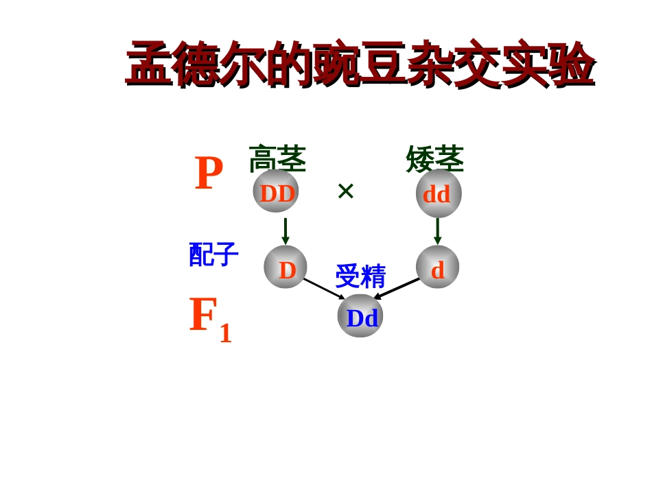 高中生物必修二2.2基因在染色体上[共66页]_第2页