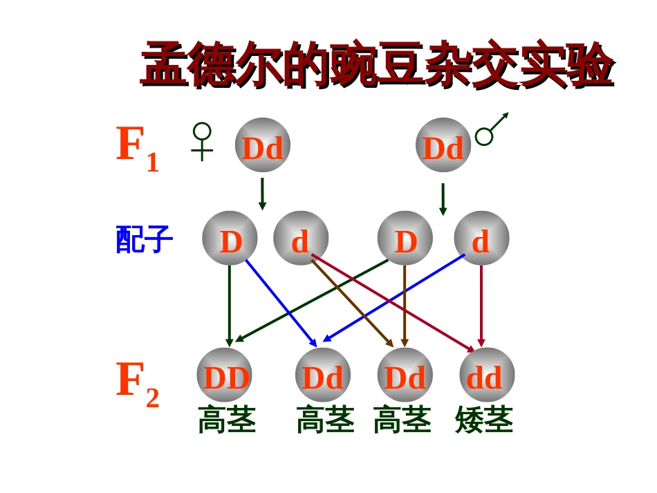 高中生物必修二2.2基因在染色体上[共66页]_第3页