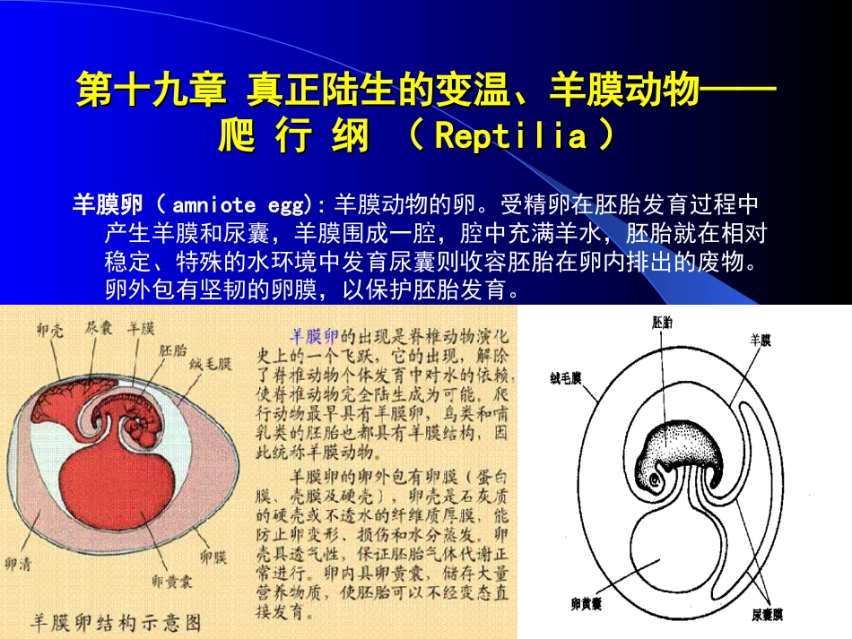 动物生物学课件24西北大学_第2页