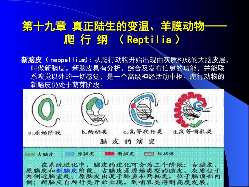 动物生物学课件24西北大学_第3页