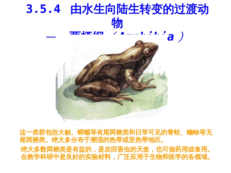 动物生物学354两栖纲_第1页