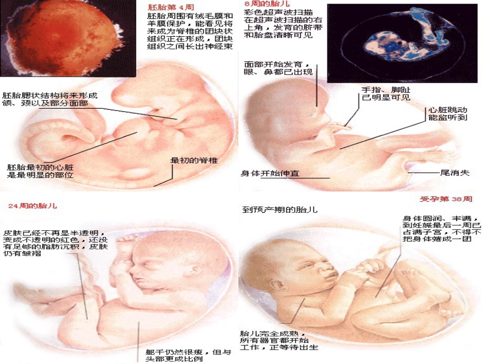 冀教版四年级科学下册《我在长大》课件[12页]_第3页