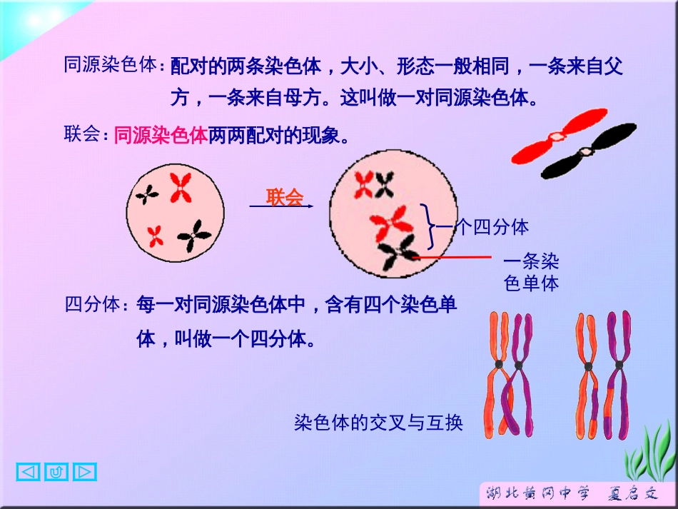 高中生物减数分裂和受精作用课件新课标人教版必修2._第2页