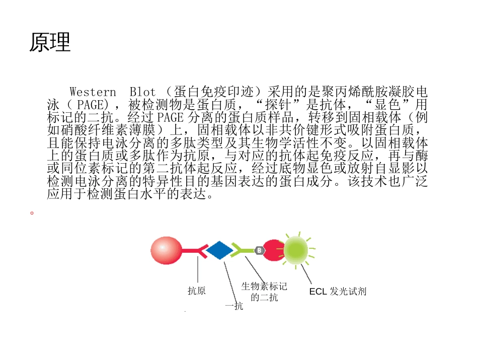 westernblot原理及操作方法_第3页