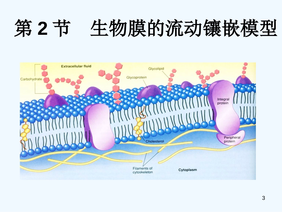 高中生物 第二节生物膜的流动镶嵌模型课件 新人教版必修1_第3页