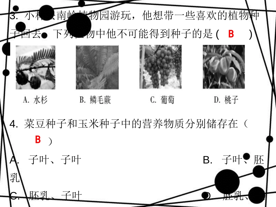 七年级生物上册 第三单元 第一章 第二节 种子植物课堂十分钟课件 （新版）新人教版_第3页