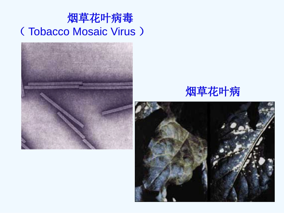 高中生物 1.1 从生物圈到细胞2课件 新人教版必修1_第2页