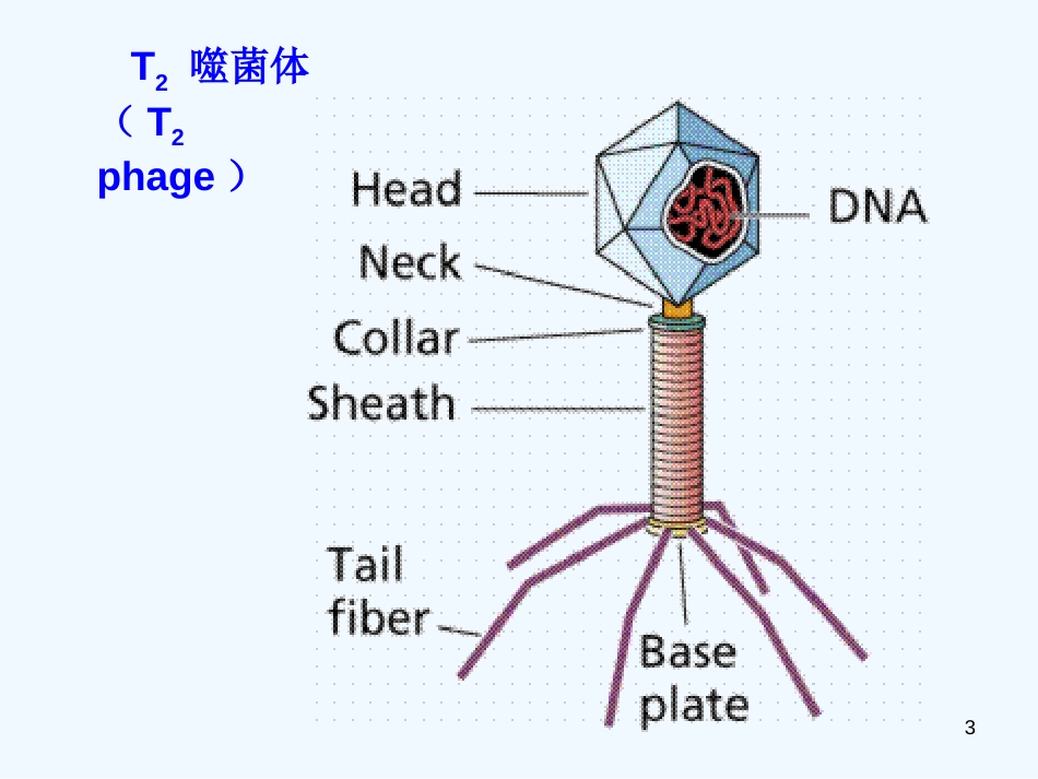 高中生物 1.1 从生物圈到细胞2课件 新人教版必修1_第3页