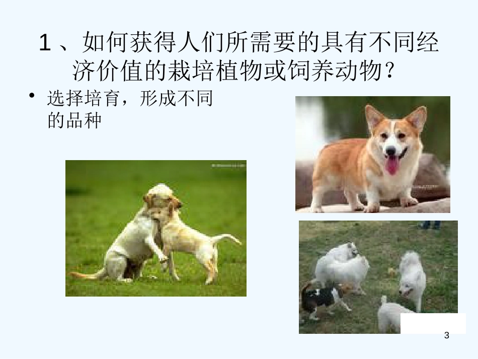 高中生物《优良品种的培育和繁殖》课件1 浙教版选修2_第3页